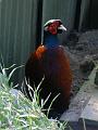 Pheasant on Pheasant Farm - Maggie Beer's farm shop, Barossa Valley P1080593